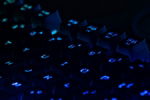 a-close-up-of-a-blue-illuminated-keyboard.jpg a close up of a blue illuminated keyboard